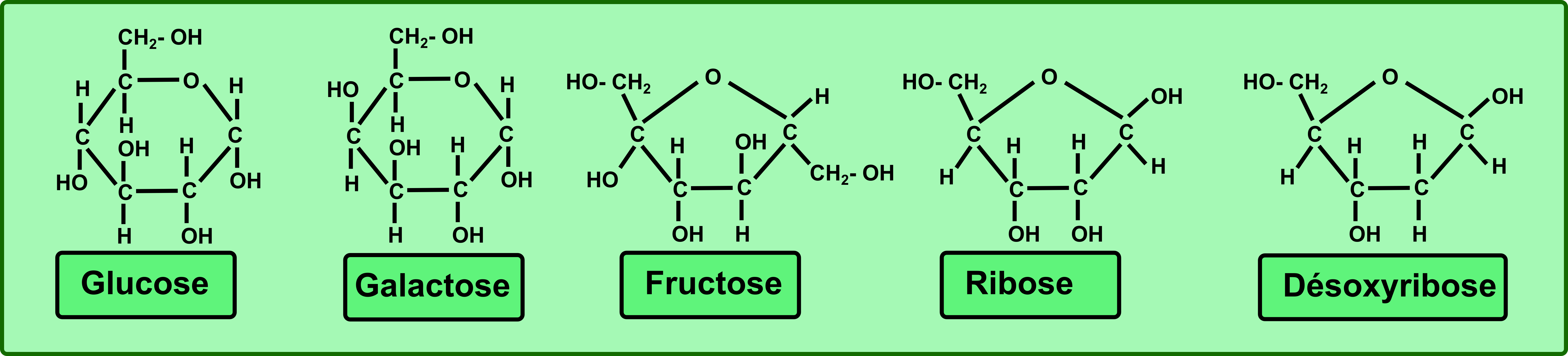 Глюкоза фруктоза галактоза. Глюкоза фруктоза галактоза формулы. Молекула Глюкозы и фруктозы. Формула Глюкозы и фруктозы. Фруктоза в природе